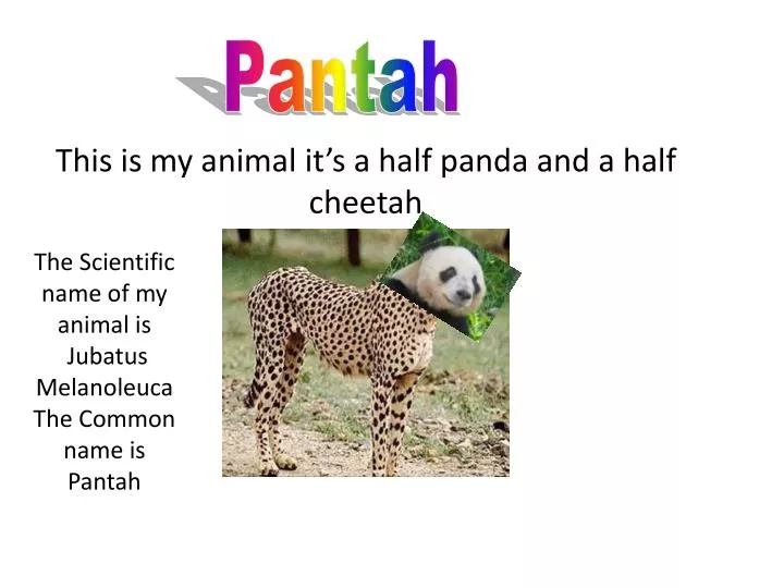 this is my animal it s a half panda and a half cheetah