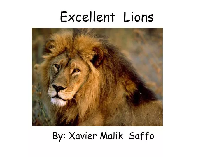 excellent lions