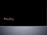 Poultry - slide 1