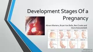 Development Stages Of a Pregnancy