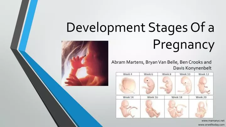 development stages of a pregnancy