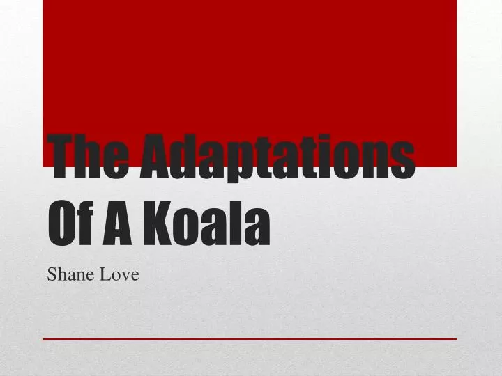 the adaptations of a koala