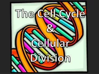 The Cell Cycle &amp; Cellular Division