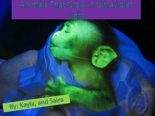 Animals That Glow in Ultraviolet Light