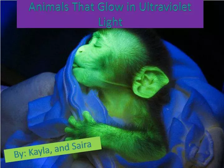 PPT - Animals That Glow in Ultraviolet Light PowerPoint Presentation