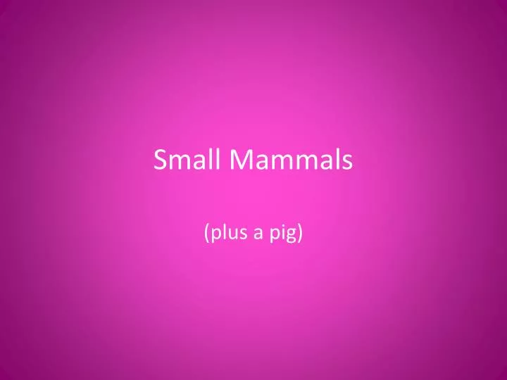 small mammals