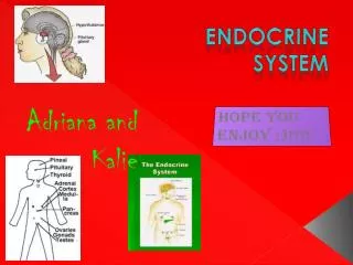 Endocrine System