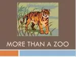More Than A Zoo - slide 1