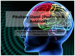 Pituitary Gland (Posterior &amp; Anterior)