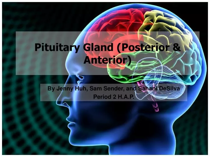 pituitary gland posterior anterior