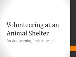 Volunteering at an Animal Shelter