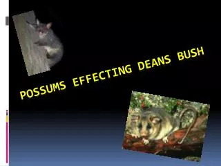 Possums Effecting Deans Bush