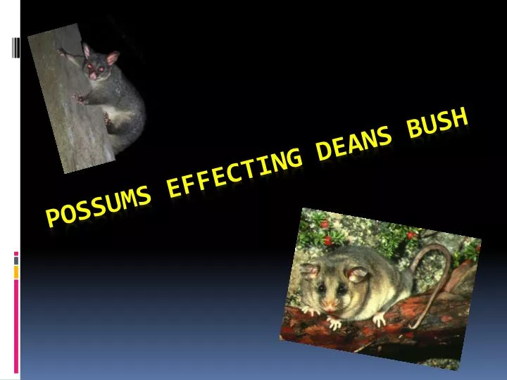 possums effecting deans bush