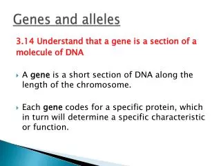 genes and alleles