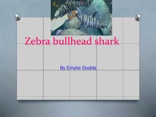 Zebra bullhead shark