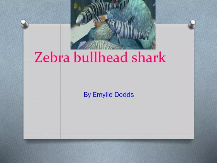 zebra bullhead shark