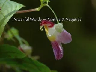 Powerful Words – Positive &amp; Negative