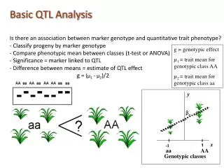 Basic QTL Analysis