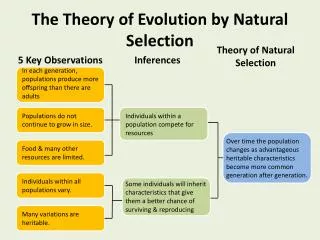 The Theory of Evolution by Natural Selection