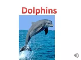 dolphins