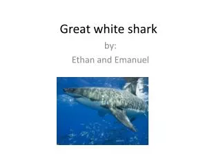 Great white shark