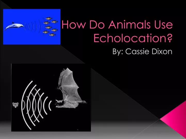 how do animals use echolocation
