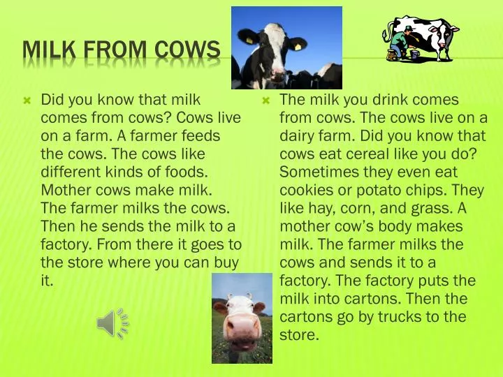 milk from cows