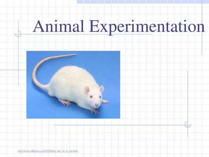 animal experimentation powerpoint presentation