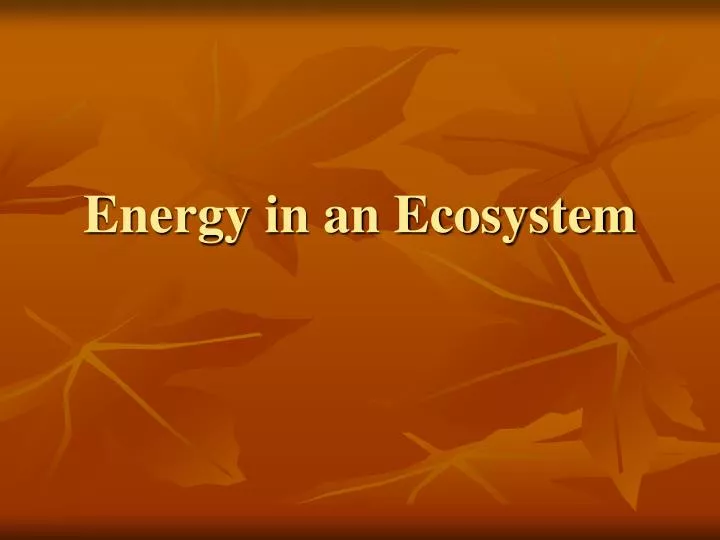 energy in an ecosystem