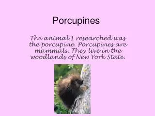 Porcupines