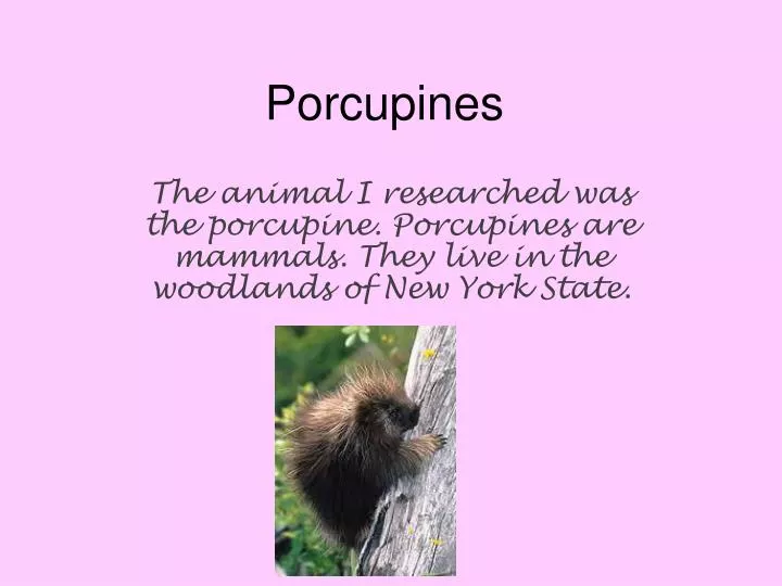 porcupines