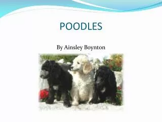 POODLES