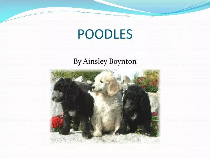 poodles