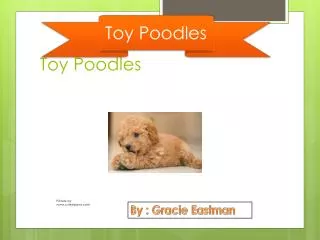 Toy Poodles