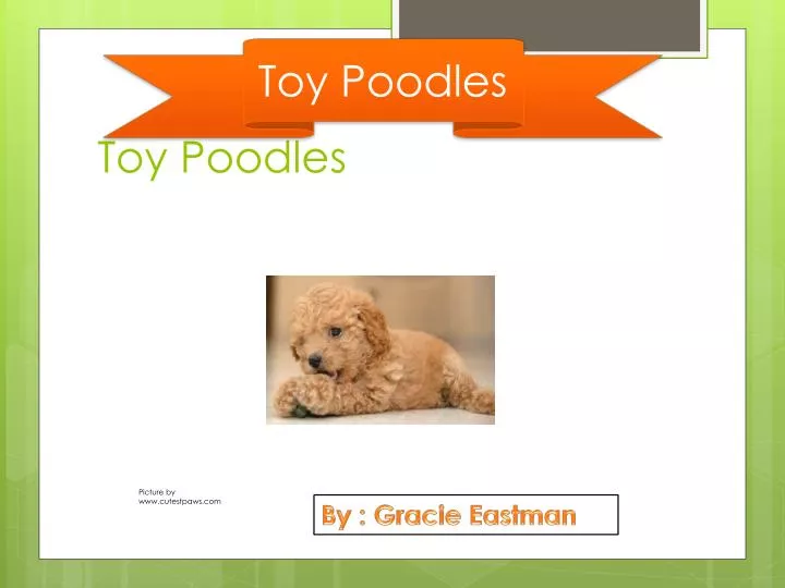 toy poodles