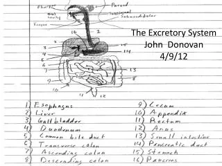 The Excretory System John Donovan 4/9/12