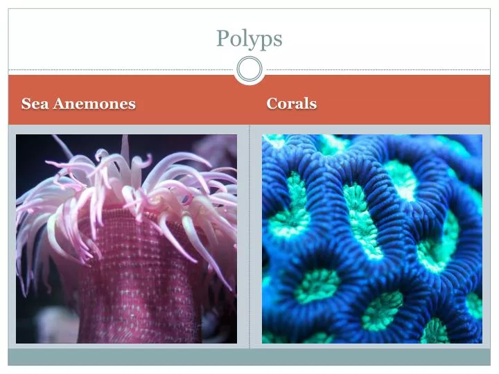 polyps