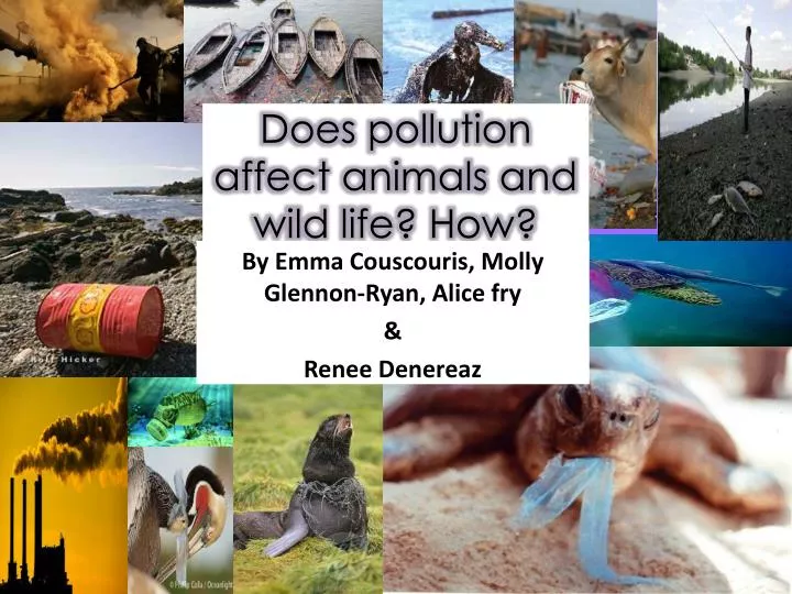 does pollution affect animals and wild life how