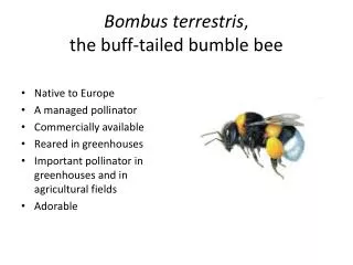 Bombus terrestris , the buff-tailed bumble bee