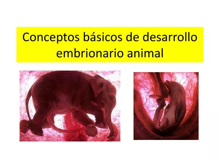 conceptos b sicos de desarrollo embrionario animal