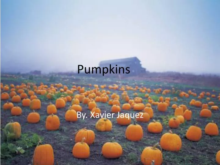 pumpkins