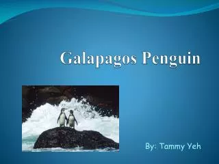 Galapagos Penguin