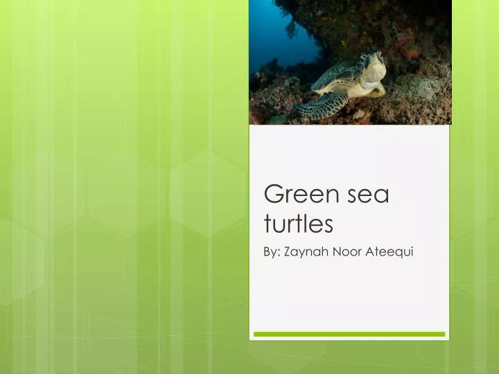 green sea turtles