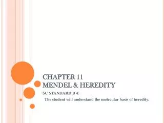 CHAPTER 11 MENDEL &amp; HEREDITY