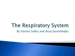 the respiratory system
