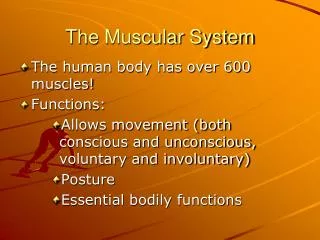 The Muscular System