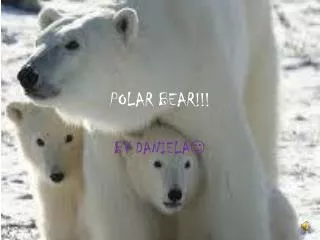 POLAR BEAR!!!