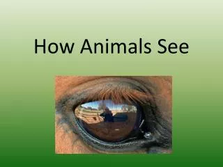 How Animals See