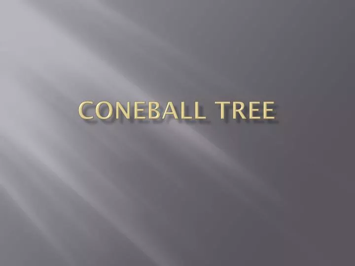 coneball tree