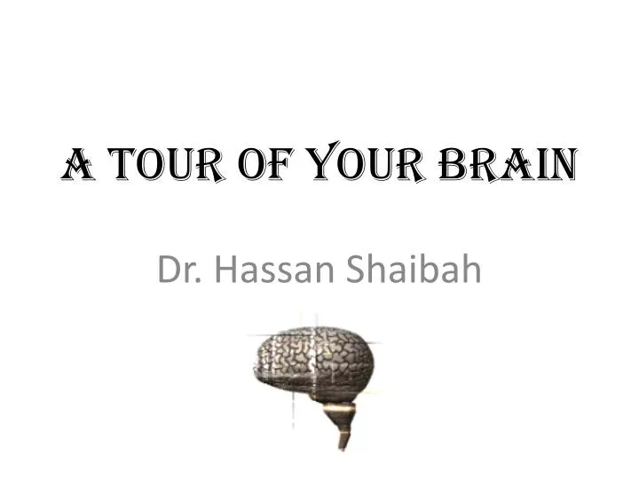 a tour of your brain